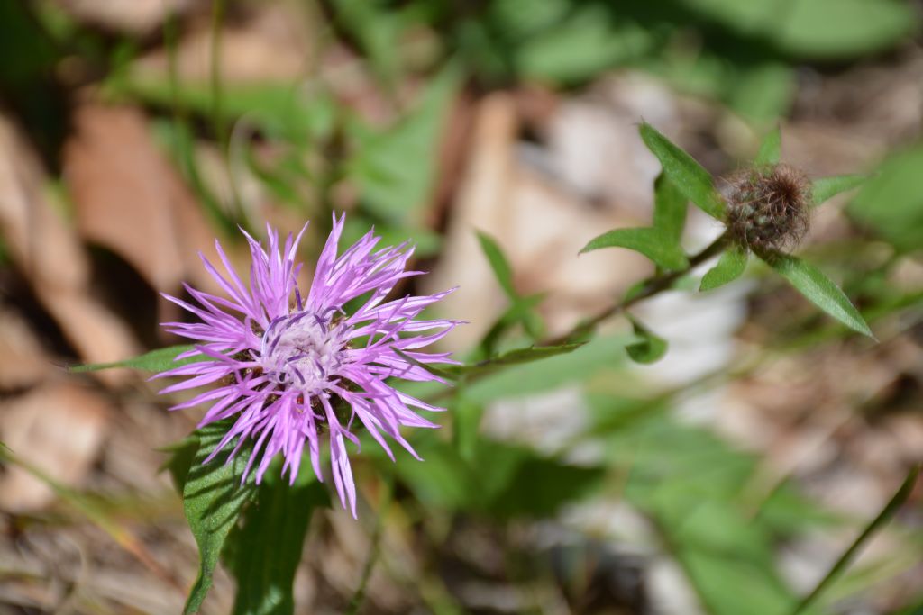 Centaurea rhaetica / Fiordaliso retico